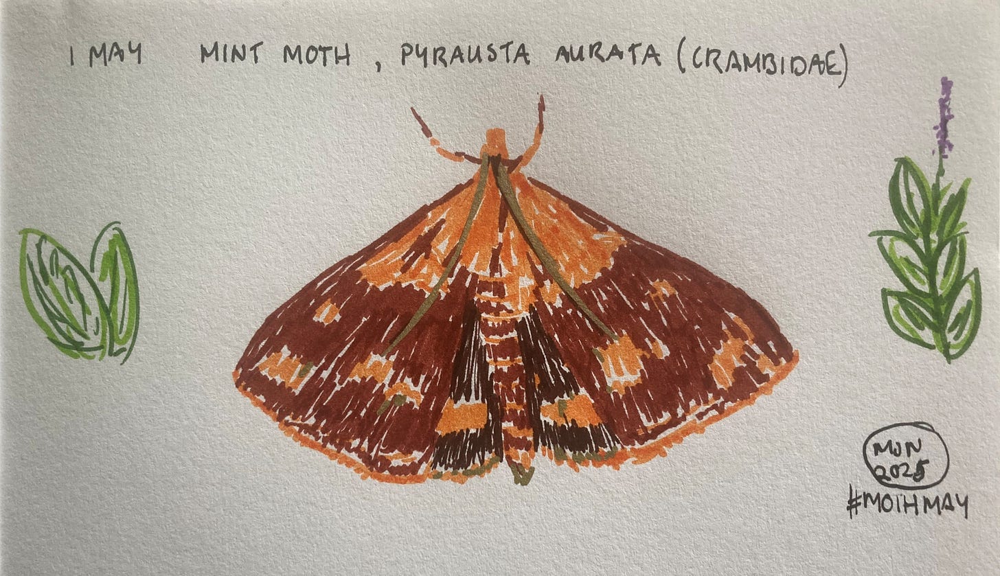 Felt pen drawing of Pyrausta aurata (Crambidae), a reddish brown and yellowish moth