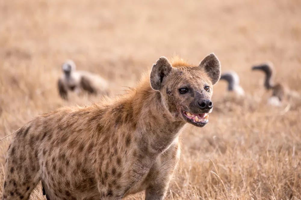 spotted hyena on savanna in Tanzania