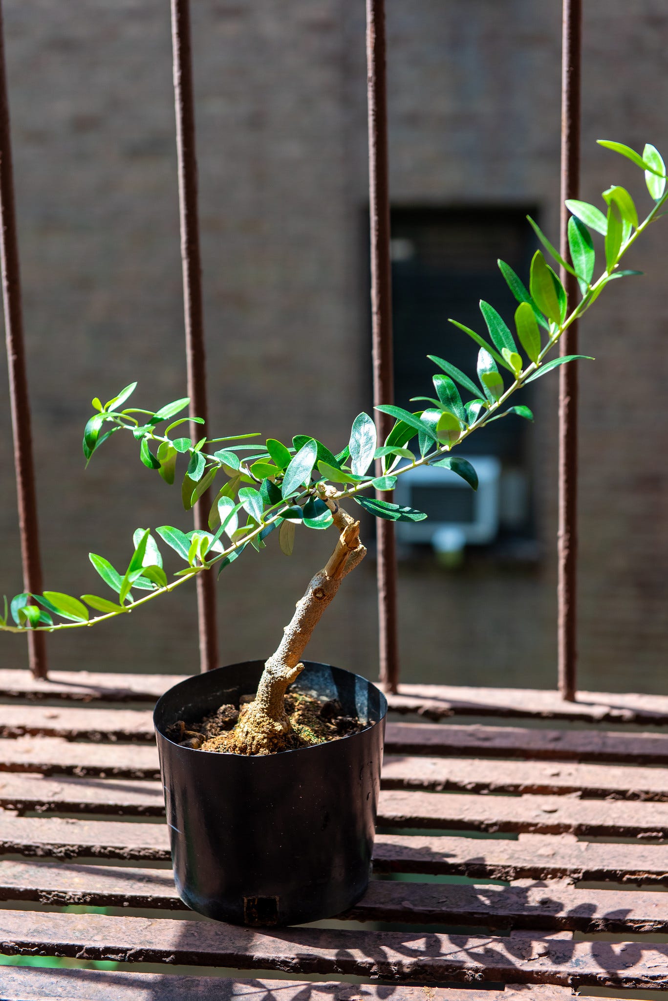 ID: Olive pre bonsai with long shoots