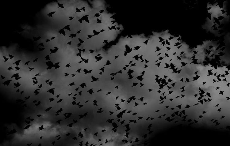 Silhouettes of birds flying, black and white.