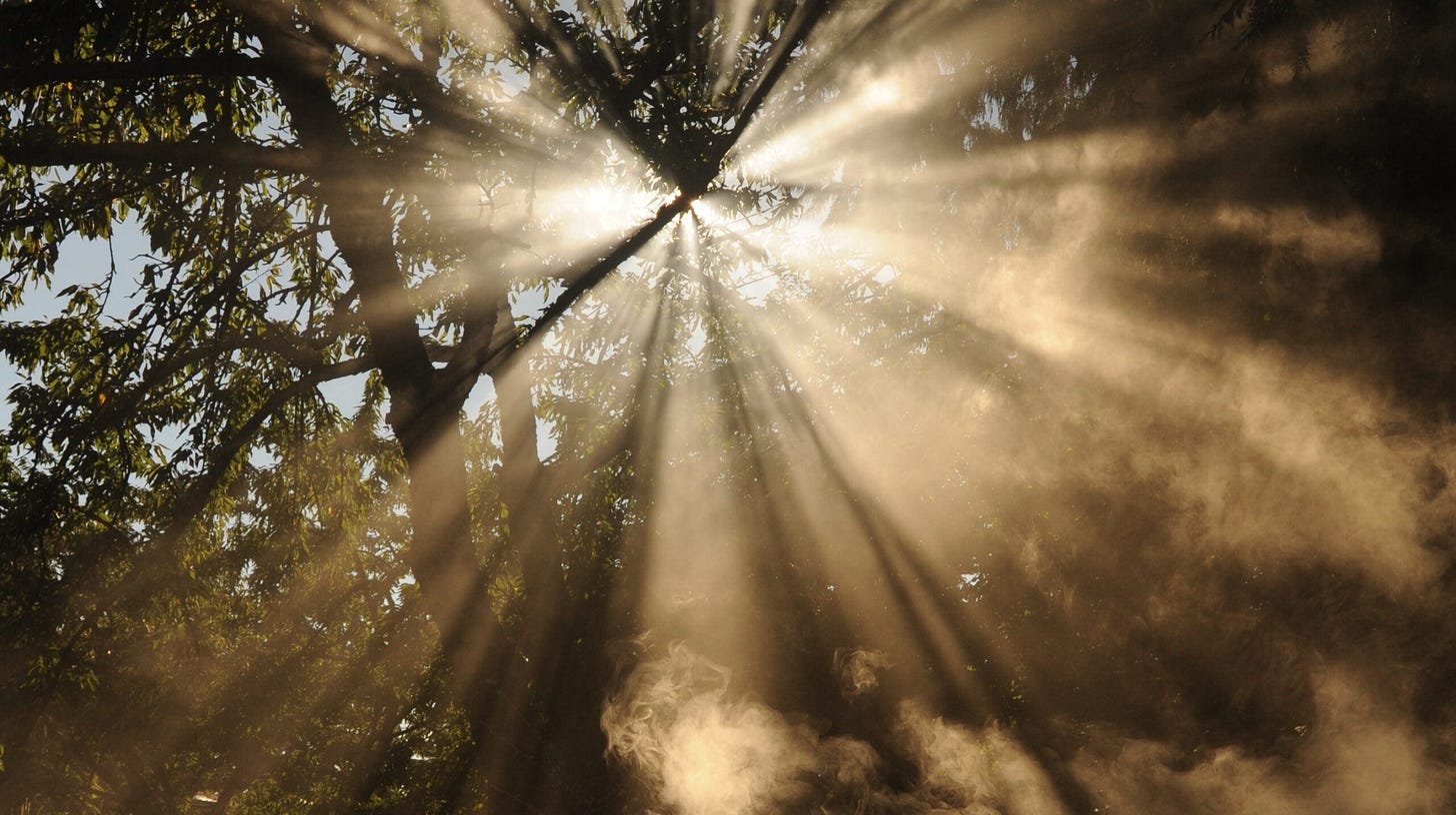sunlight streaming through the treetops