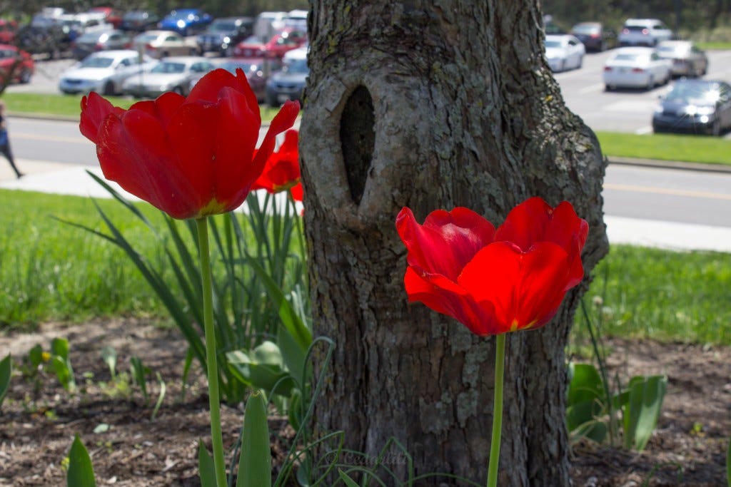 Red tulips