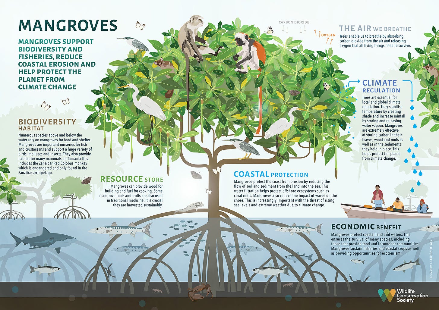 The Value of Mangroves | Wild View