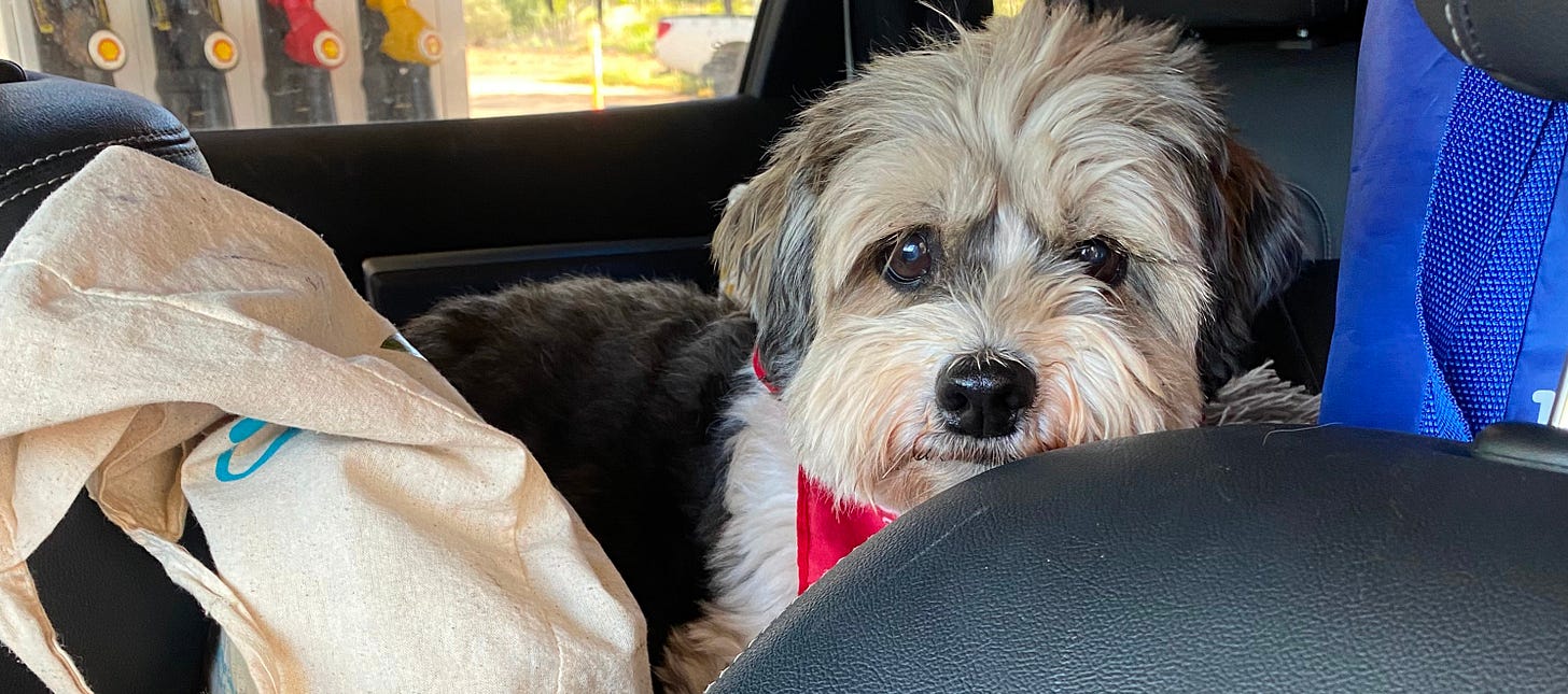 Small dog in car looking at camera. 