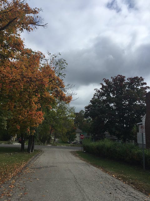 Quiet street, lawns and trees, orange foliage, leaves on ground