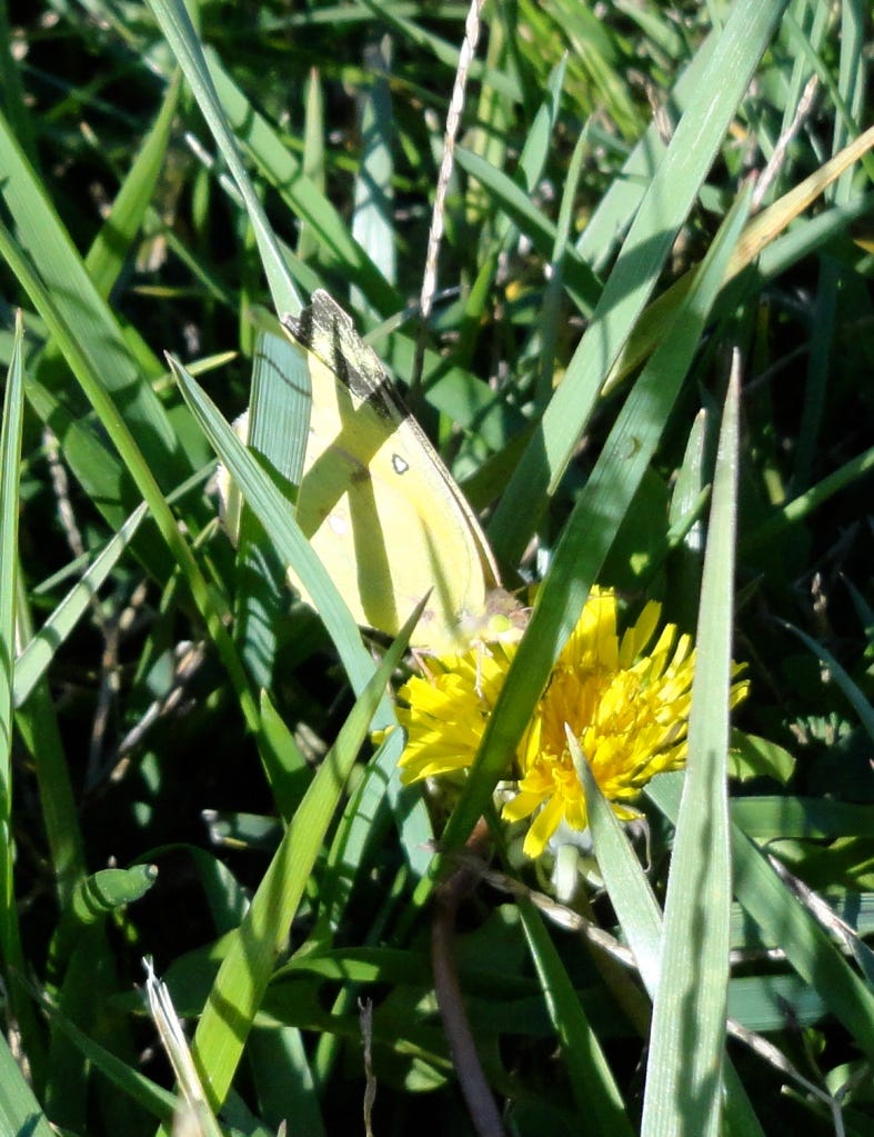 butterfly at rest