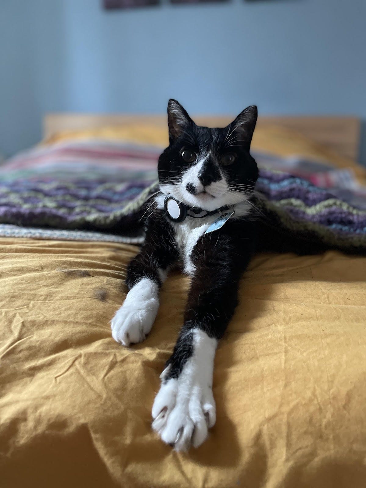  Tuxedo cat looks at the camera while laying on a freshly made bed under a woolen blanket.