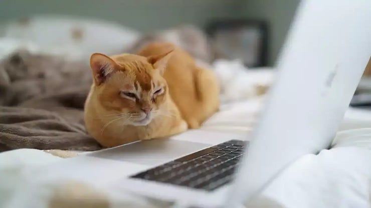 Is your cat demanding too much screen time?