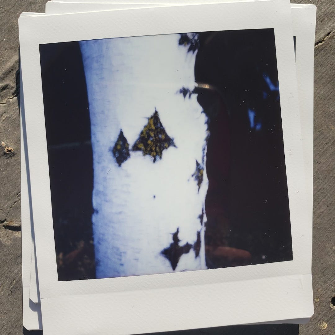 a blurry, blown-out close-up of a white tree trunk