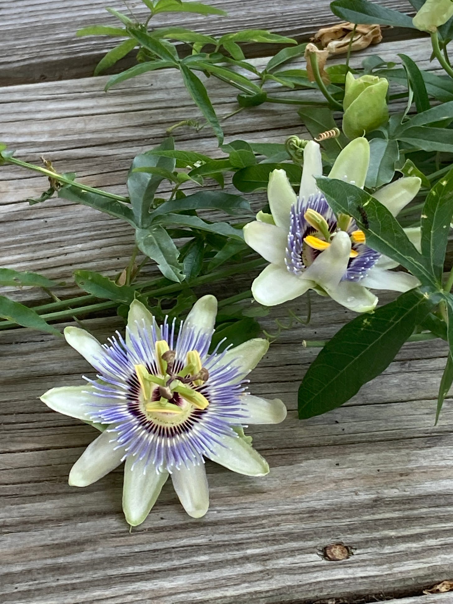 Two passionflowers with vines on a wooden deck at the beach (Kitty Hawk)