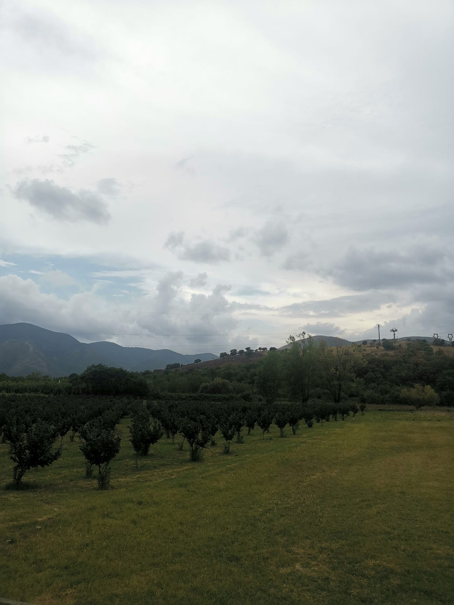 Campo coltivato, con una distesa di alberi. Sullo sfondo delle colline e un cielo nuvoloso.