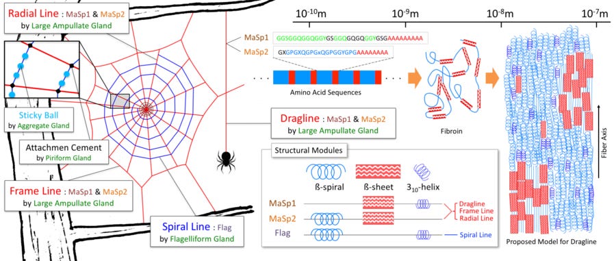 Schematic of the spider's orb web, structural modules, and spider silk structure.[15] On the left is shown a schematic drawing of an orb web. The red lines represent the dragline, radial line, and frame lines, the blue lines represent the spiral line, and the centre of the orb web is called the "hub". Sticky balls drawn in blue are made at equal intervals on the spiral line with viscous material secreted from the aggregate gland. Attachment cement secreted from the piriform gland is used to connect and fix different lines. Microscopically, the spider silk secondary structure is formed of spidroin and is said to have the structure shown on the right side. In the dragline and radial line, a crystalline β-sheet and an amorphous helical structure are interwoven. The large amount of β-spiral structure gives elastic properties to the capture part of the orb web. In the structural modules diagram, a microscopic structure of dragline and radial lines is shown, composed mainly of two proteins of MaSp1 and MaSp2, as shown in the upper central part. In the spiral line, there is no crystalline β-sheet region.