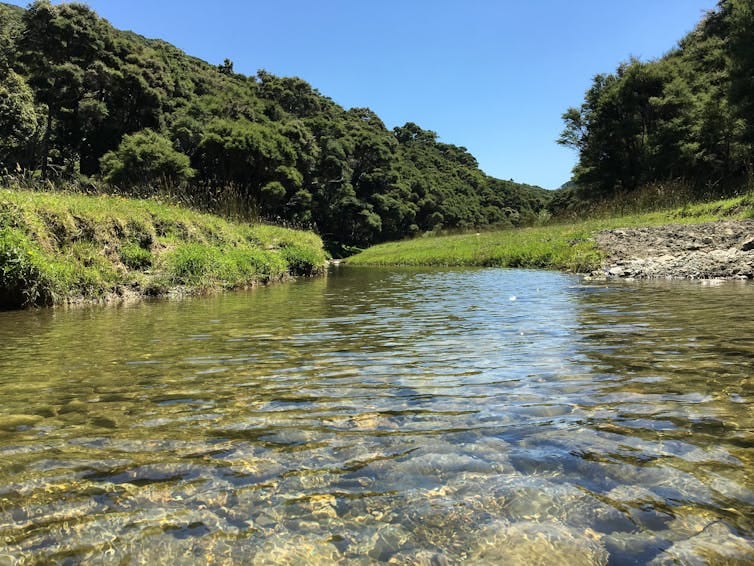 Clear water of a river flowing from forested land