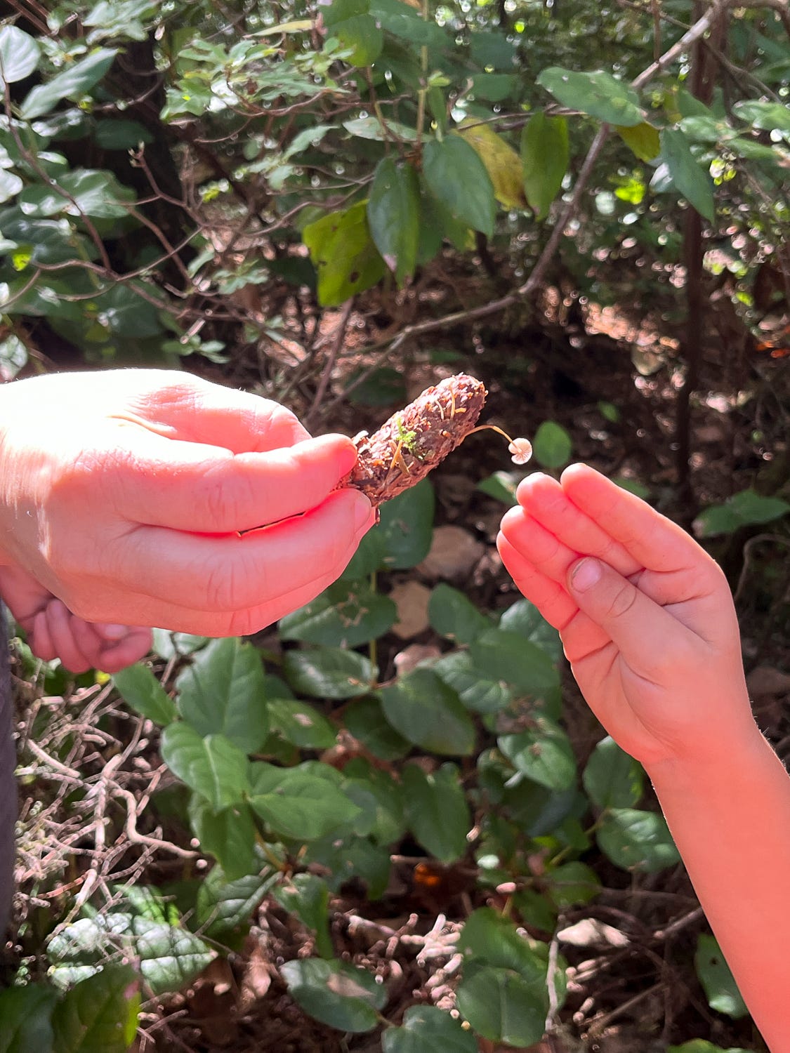 pine cone with mushroom being passed to a child pine cone with mushroom being passed to a child