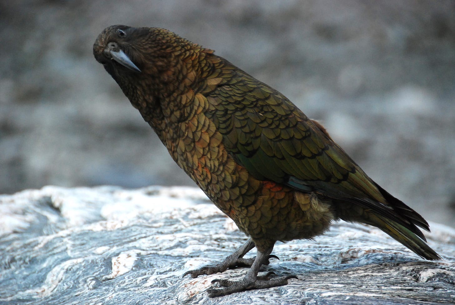 A cheeky mountain kea looks sideways directly at the camera, perched on a rock at Franz Josef, New Zealand A cheeky mountain kea looks sideways directly at the camera, perched on a rock at Franz Josef, New Zealand