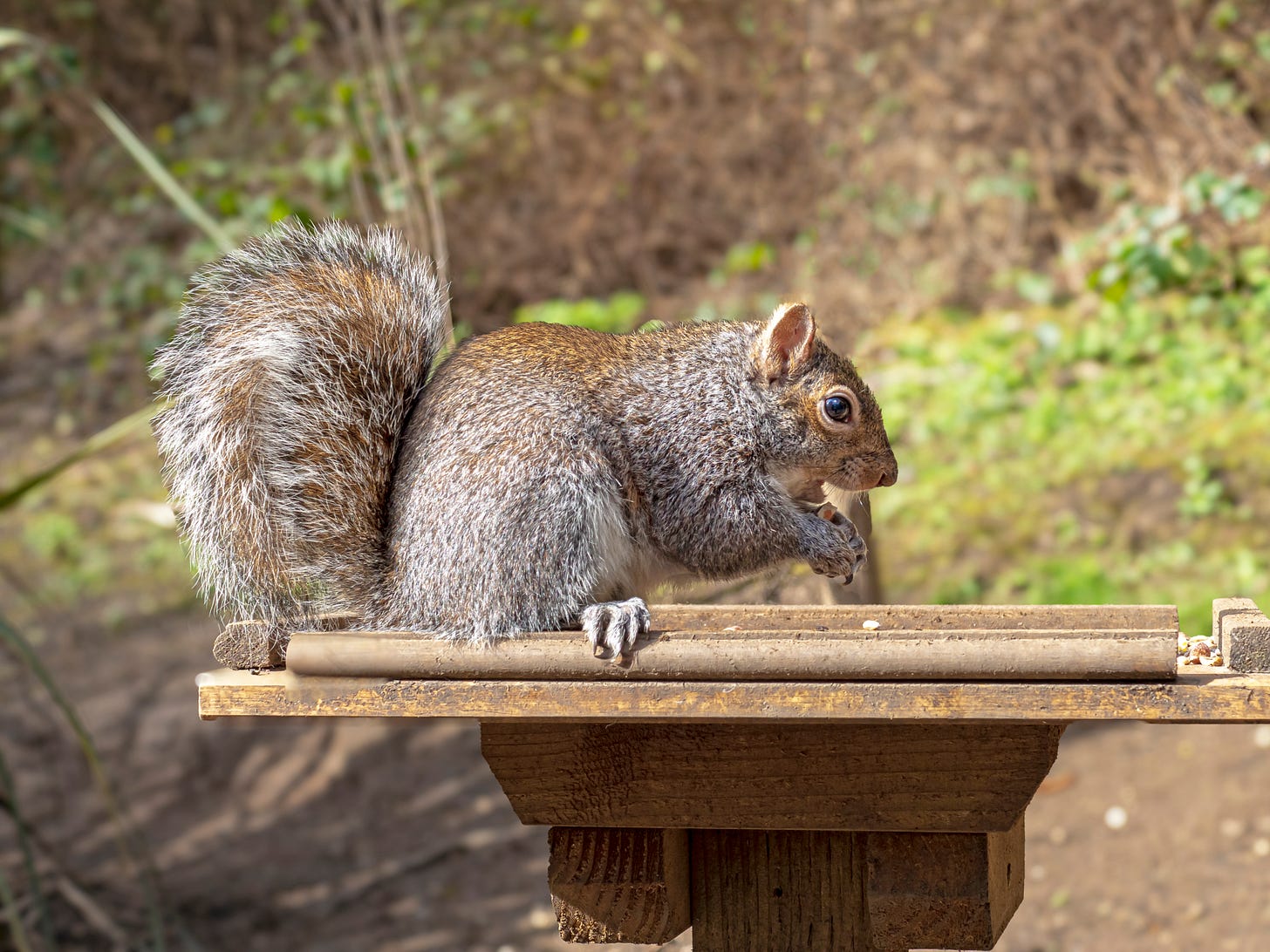 Closeup photograph of a grey squirrel on a feeding tray meant for birds.