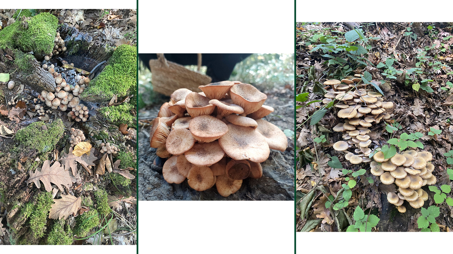 Honey Mushrooms (Armillaria mellea)