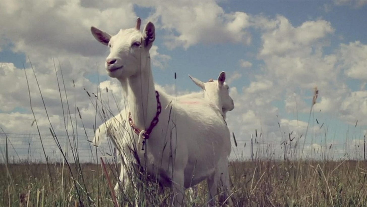 Spidergoats to the rescue! How to make silk from milk with genetic  engineering | Aeon Videos