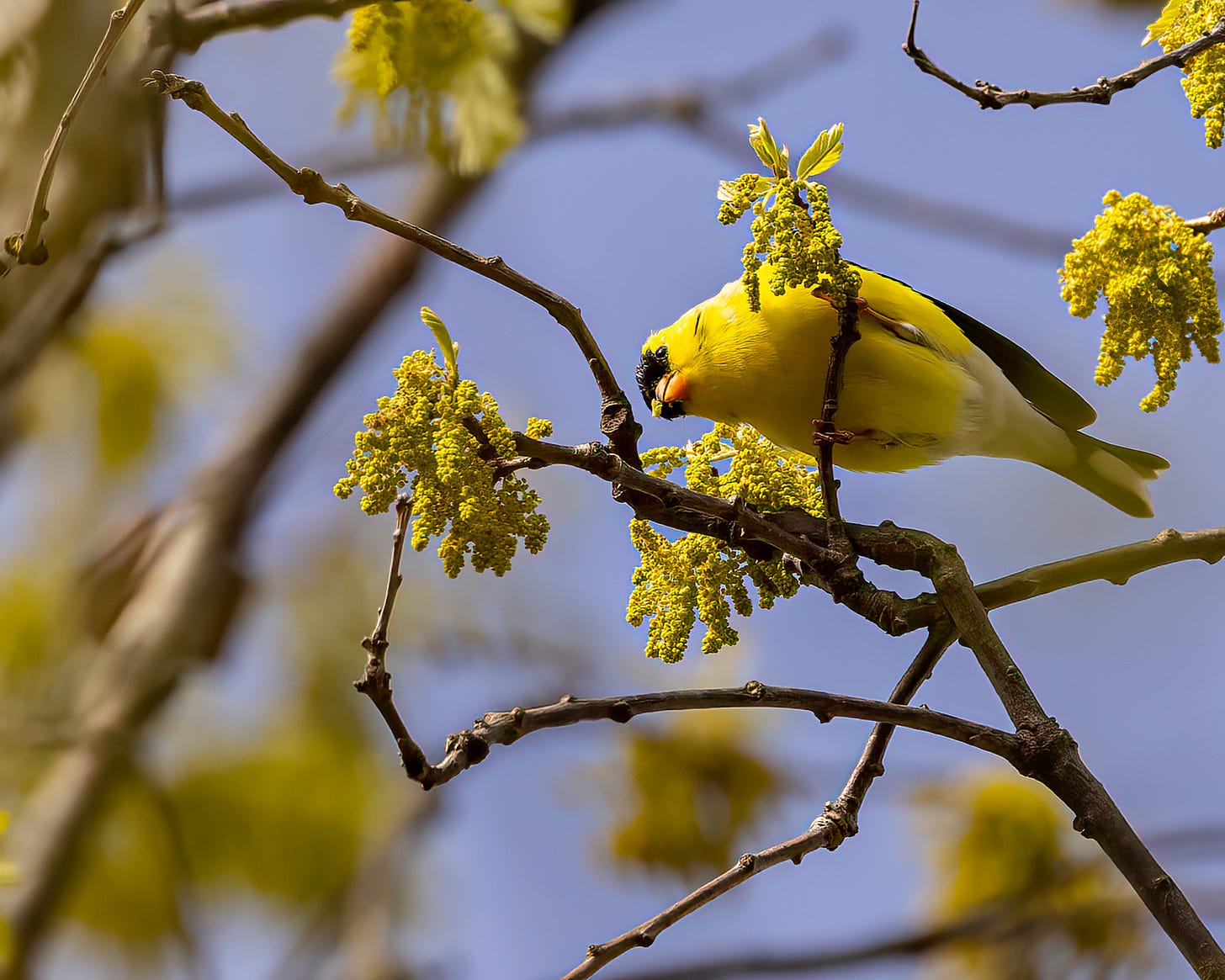 A bright yellow and black male goldfinch sits on a branch eating catkins from a tree in the spring.