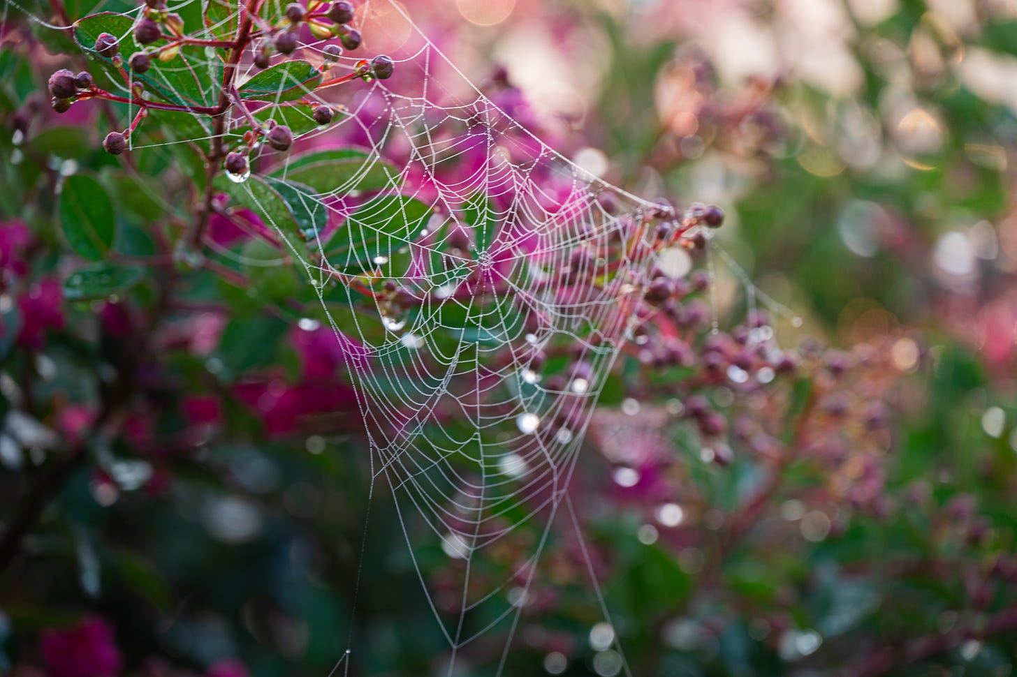 Raindrops cling to a spider web with pink flowers blurred in the background