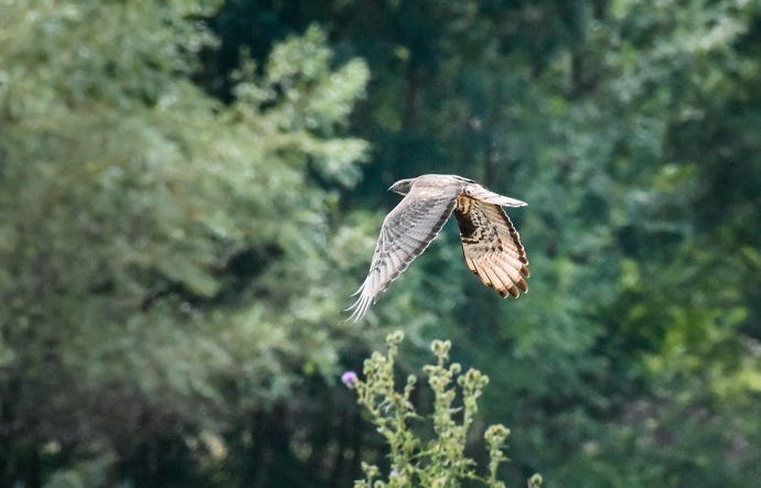 Une buse volant dans le ciel de l'île Raymond en Gironde Une buse volant dans le ciel de l'île Raymond en Gironde