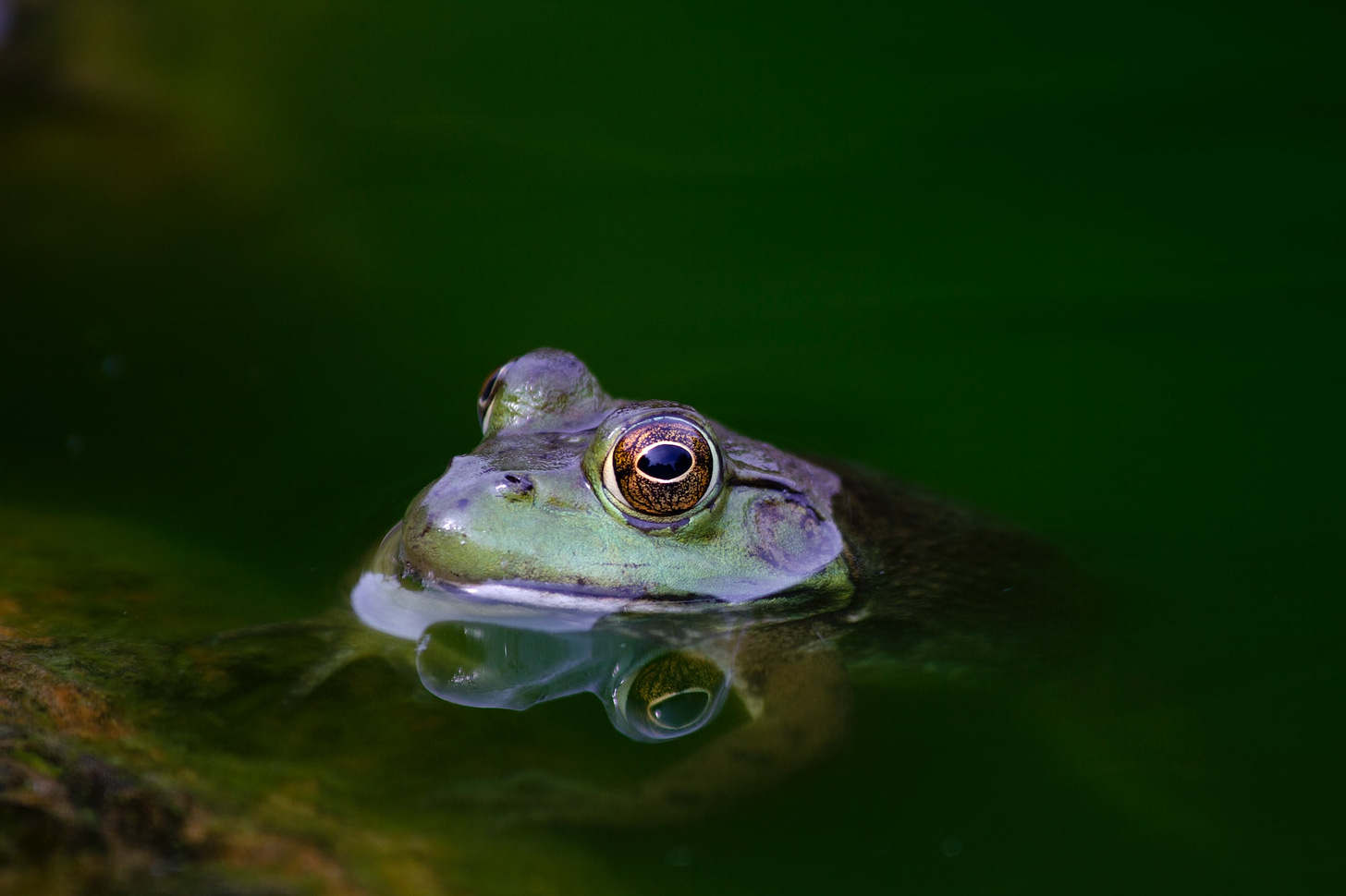 Green frog surfacing pond