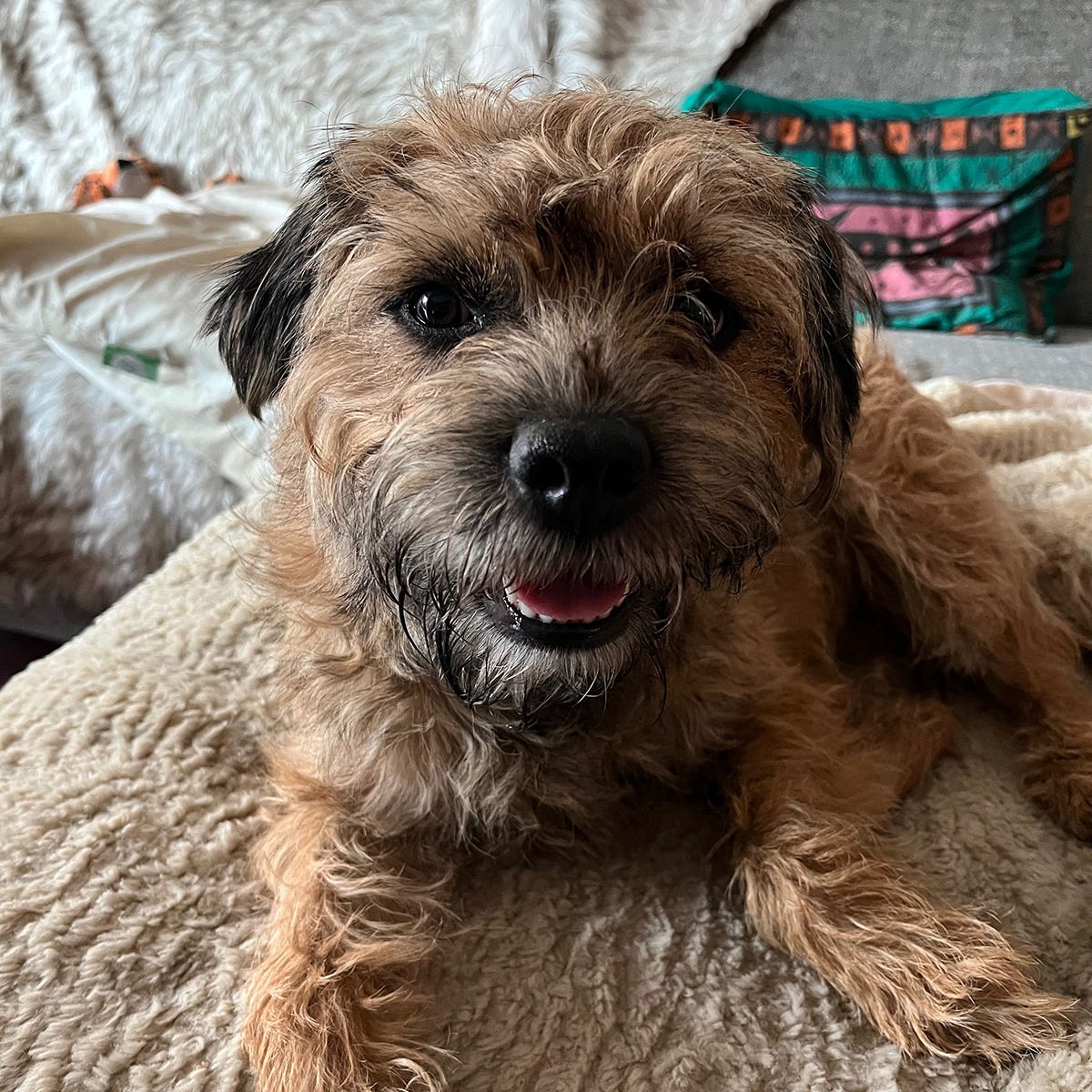 Lucy the Border Terrier lies on a couch covered with fluffy throw blankets. She’s a small dog with shaggy, light brown fur. She has bright dark eyes and dark brown fur on her muzzle and ears. She is panting lightly, which makes her look like she’s smiling.