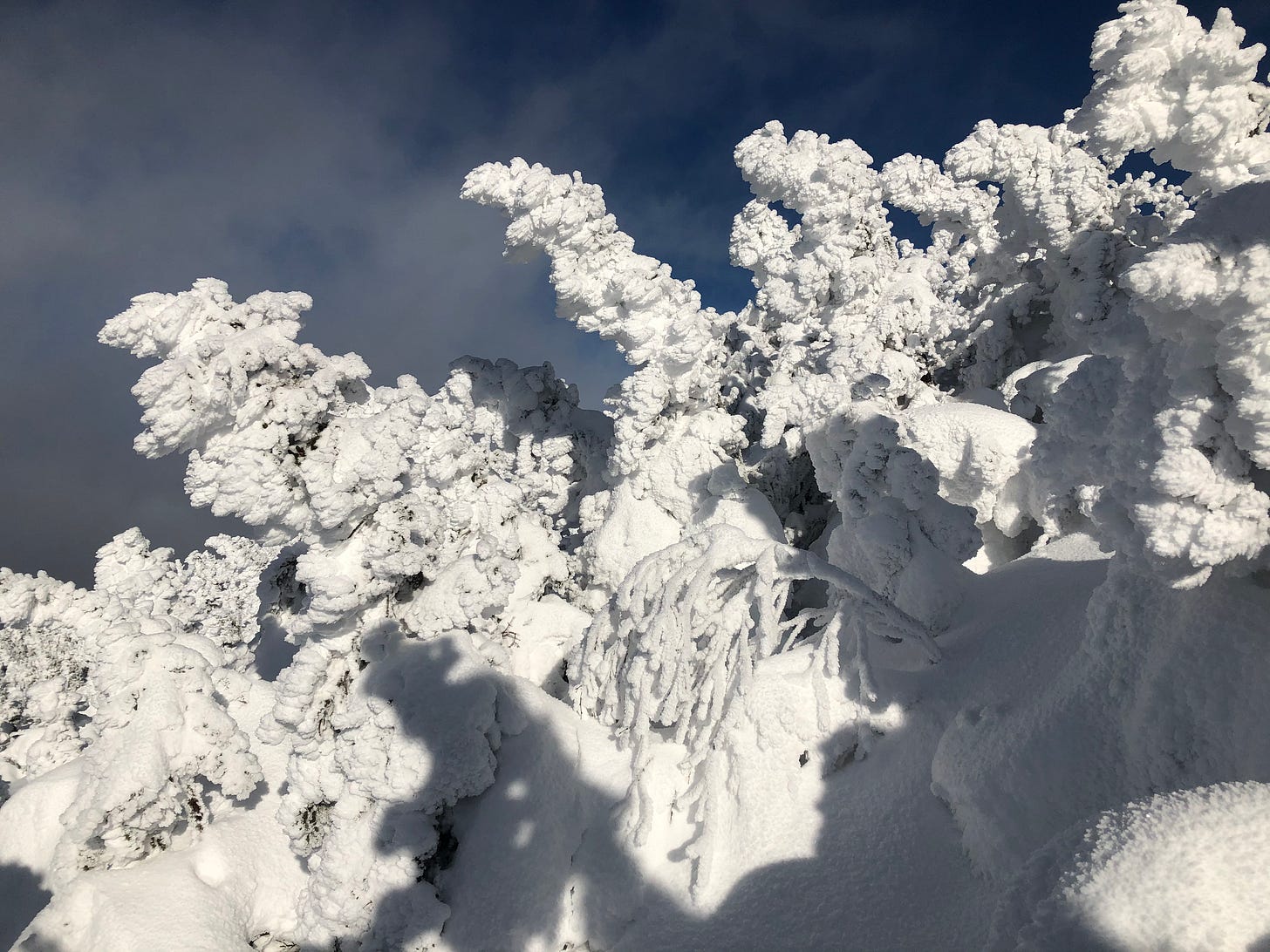 Krummholz on a cold day on the side of a mountain with blue sky in the background.