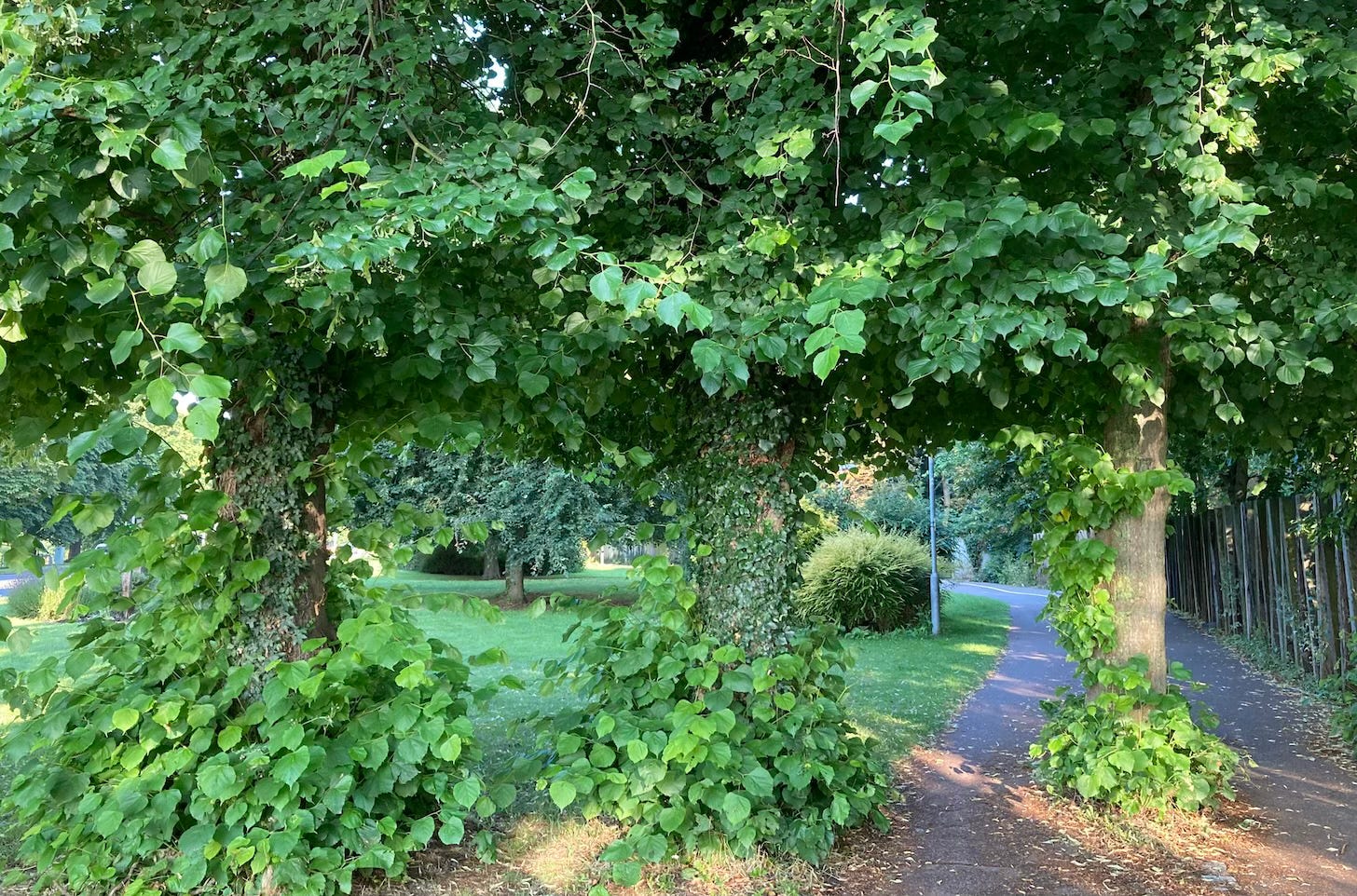 A footpath cuts through a line of three trees in full leaf with more trees and grass in the background.