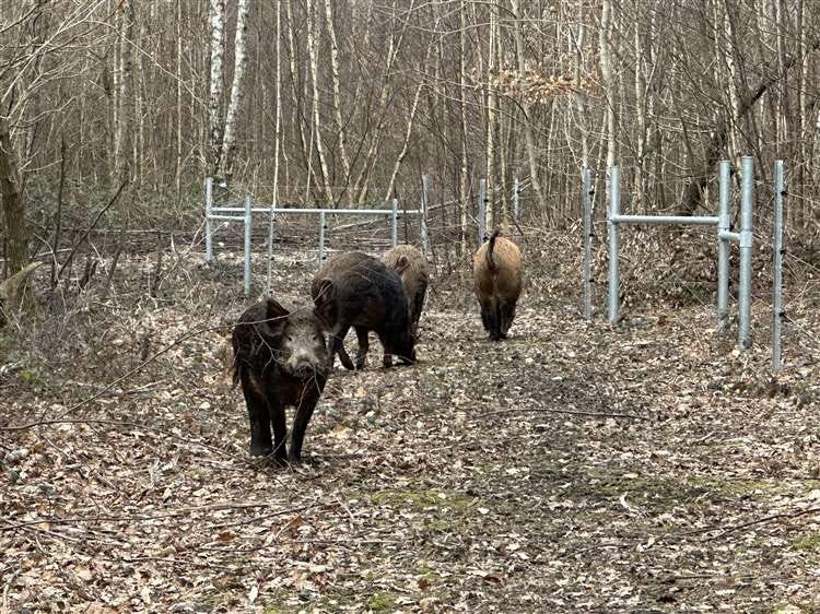 Iron Age pigs have been released into West Blean and Thornden Woods between Canterbury and Herene Bay. Picture: Kent Wildlife Trust