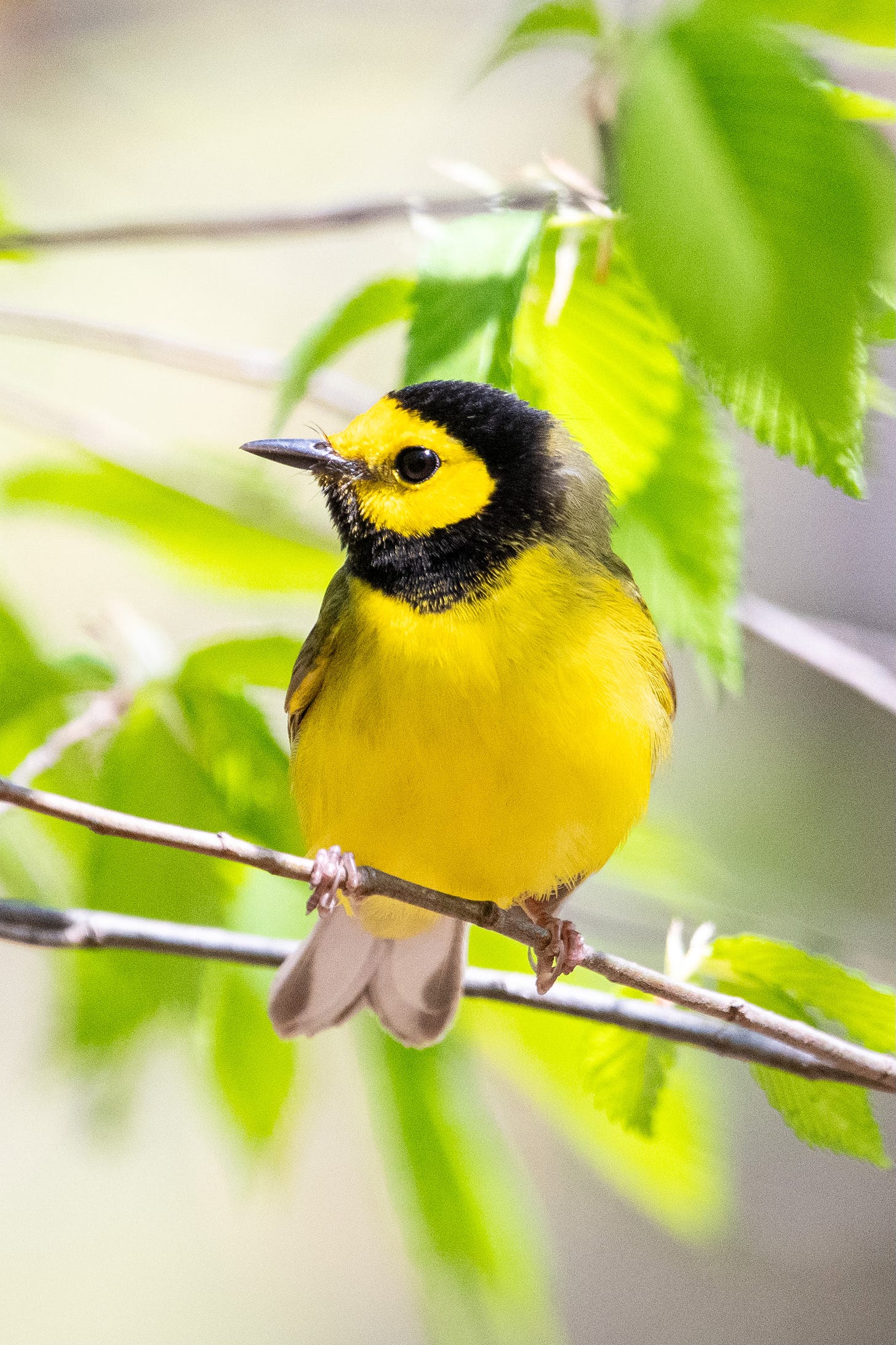 Close-up of a bright yellow bird with soulful black eyes, which looks like it's wearing a monk's cowl