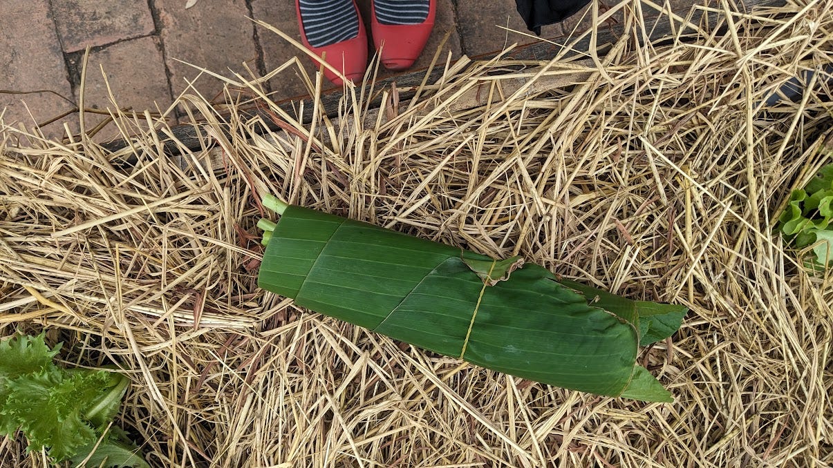 a banana leaf bundle of greens a banana leaf bundle of greens