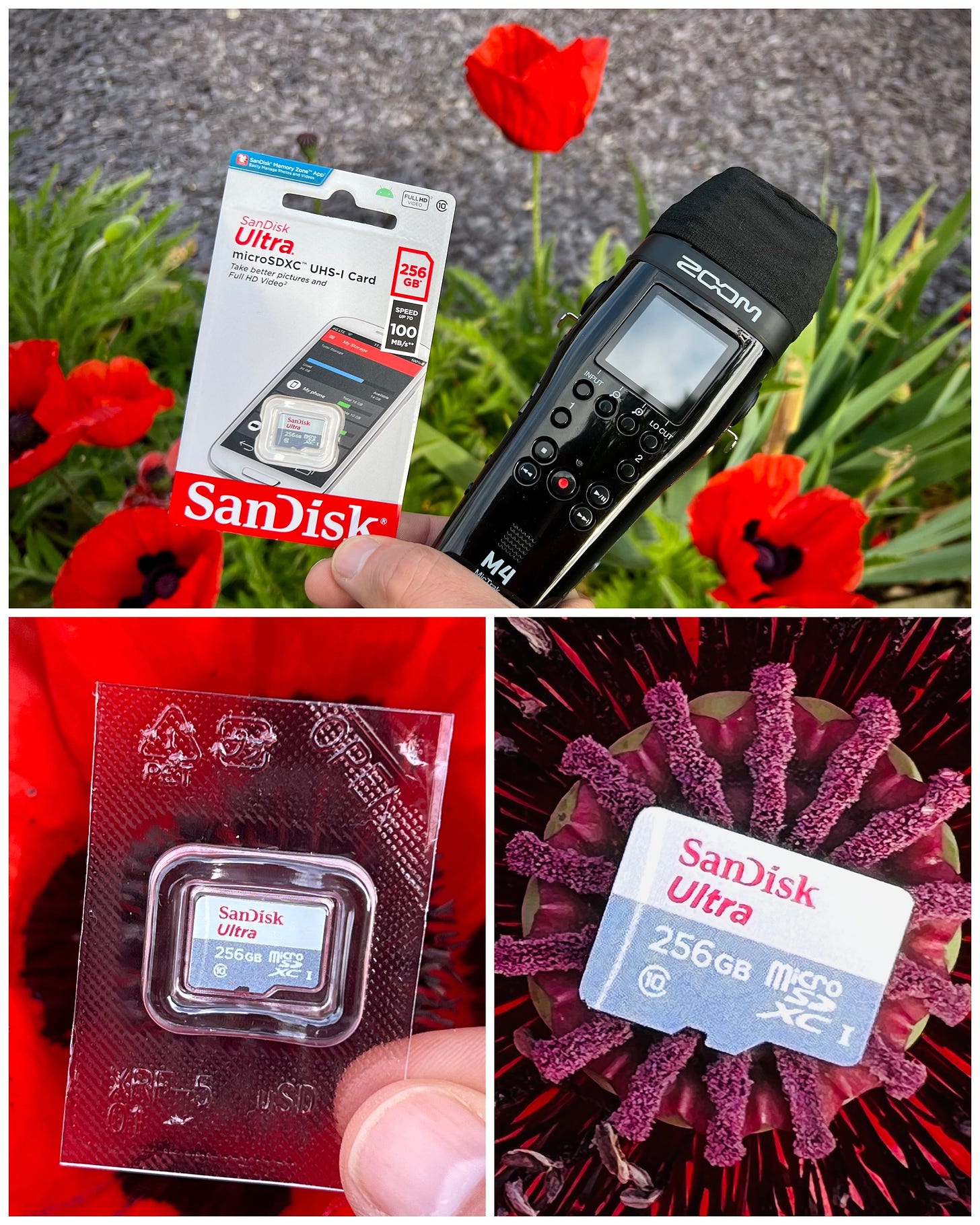 A photo montage of a SanDisk ultra micro SD card. It is pictured with zoom mic track M4 around some poppies in my garden.