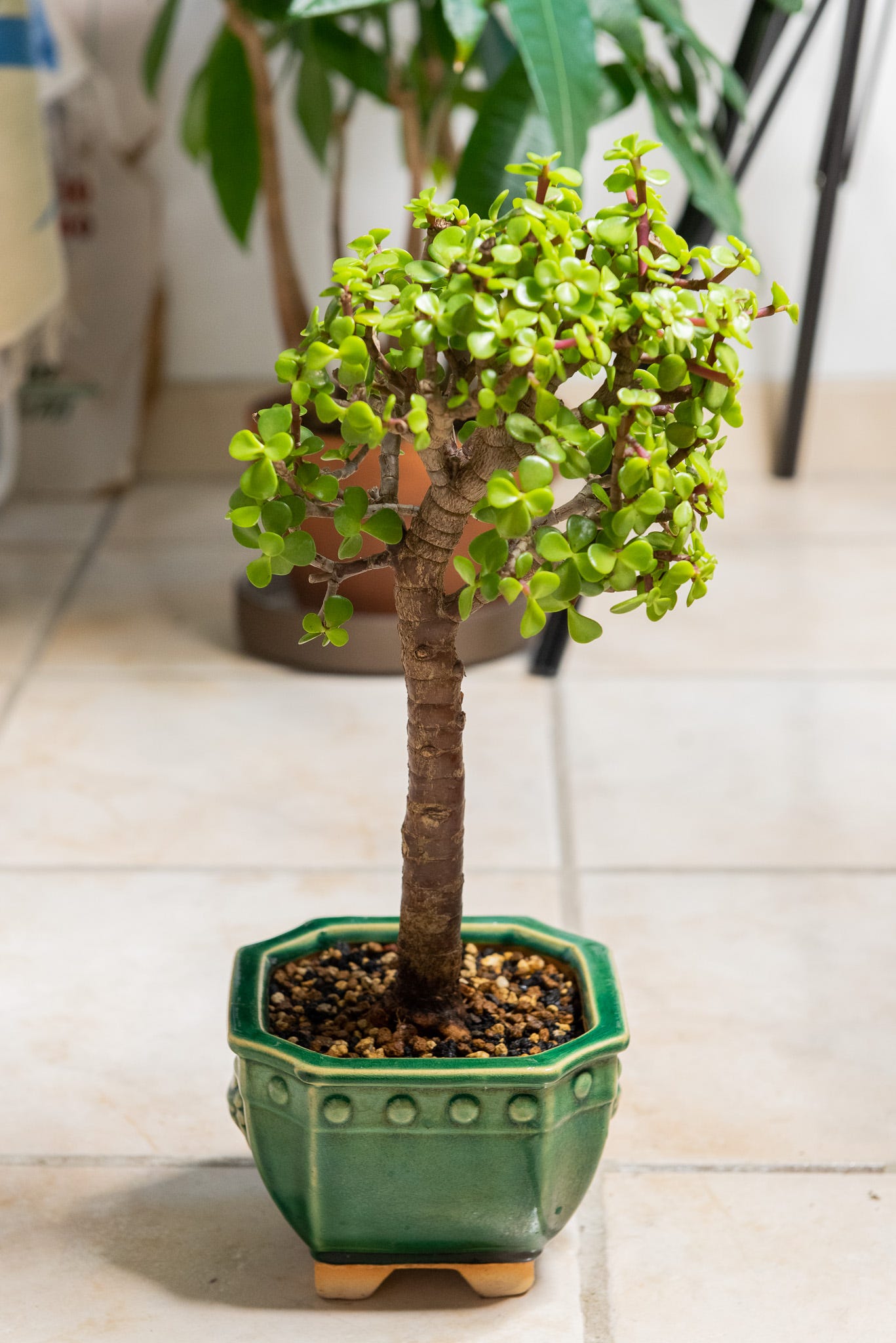 ID: The tree in its new bonsai pot, in bonsai soil