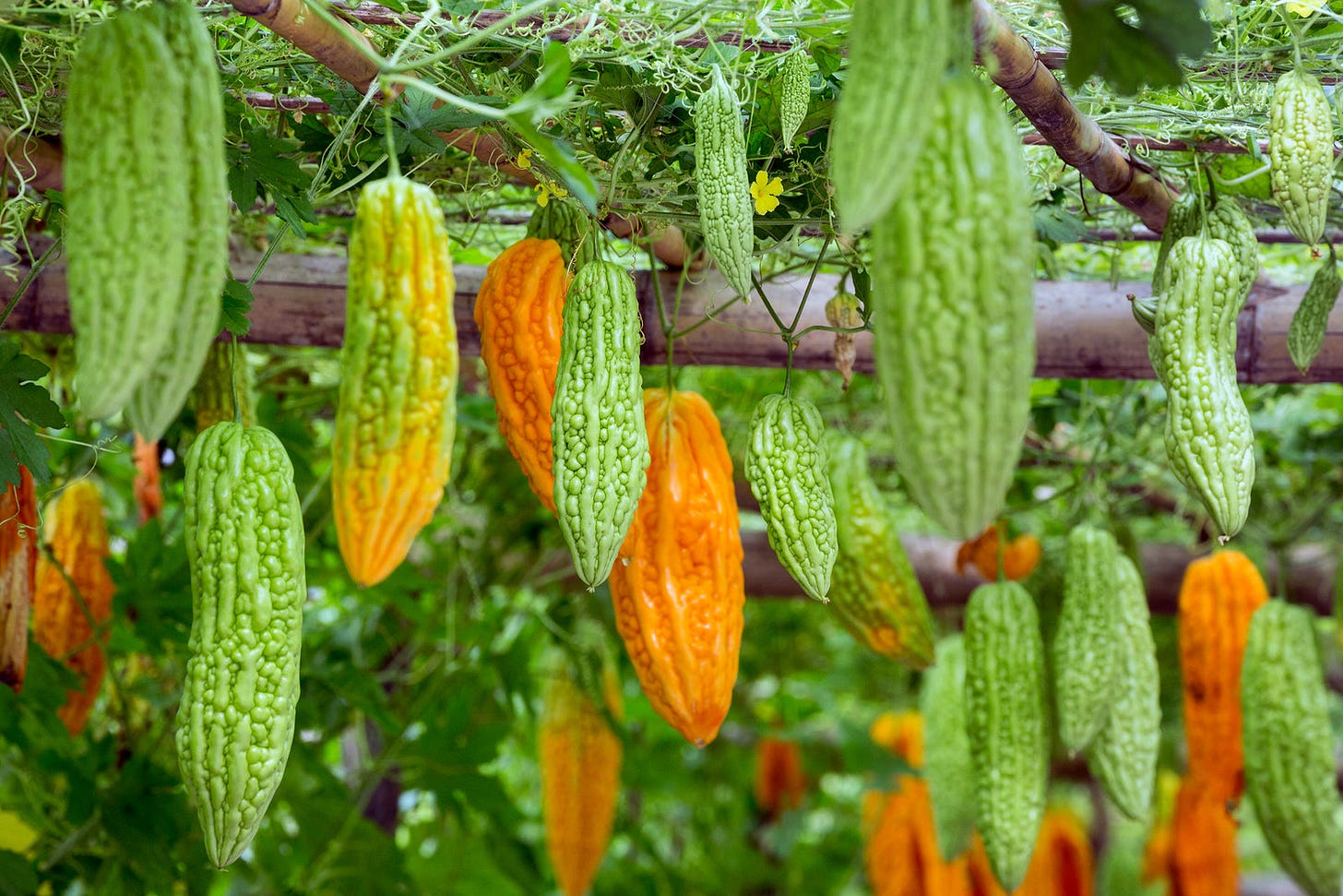 FAQs About Growing Bitter Melon Plants – Sow Exotic