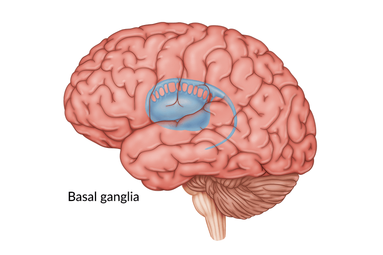 Basal Ganglia Brain Damage: Causes, Symptoms, and Treatment