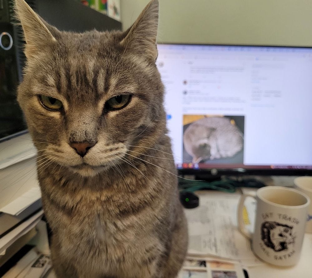 Photo of my grey tabby cat Thornton sitting on my desk. He dominates the left foreground of the photo. Behind him is my messy desk with papers all over it, a computer screen on which another photo of Thornton can be seen, somewhat out of focus, and my favorite coffee mug, which has a drawing of an oppossum with a pentagram on its forehead and the slogan 'EAT TRASH -- HAIL SATAN' Photo of my grey tabby cat Thornton sitting on my desk. He dominates the left foreground of the photo. Behind him is my messy desk with papers all over it, a computer screen on which another photo of Thornton can be seen, somewhat out of focus, and my favorite coffee mug, which has a drawing of an oppossum with a pentagram on its forehead and the slogan 'EAT TRASH -- HAIL SATAN'