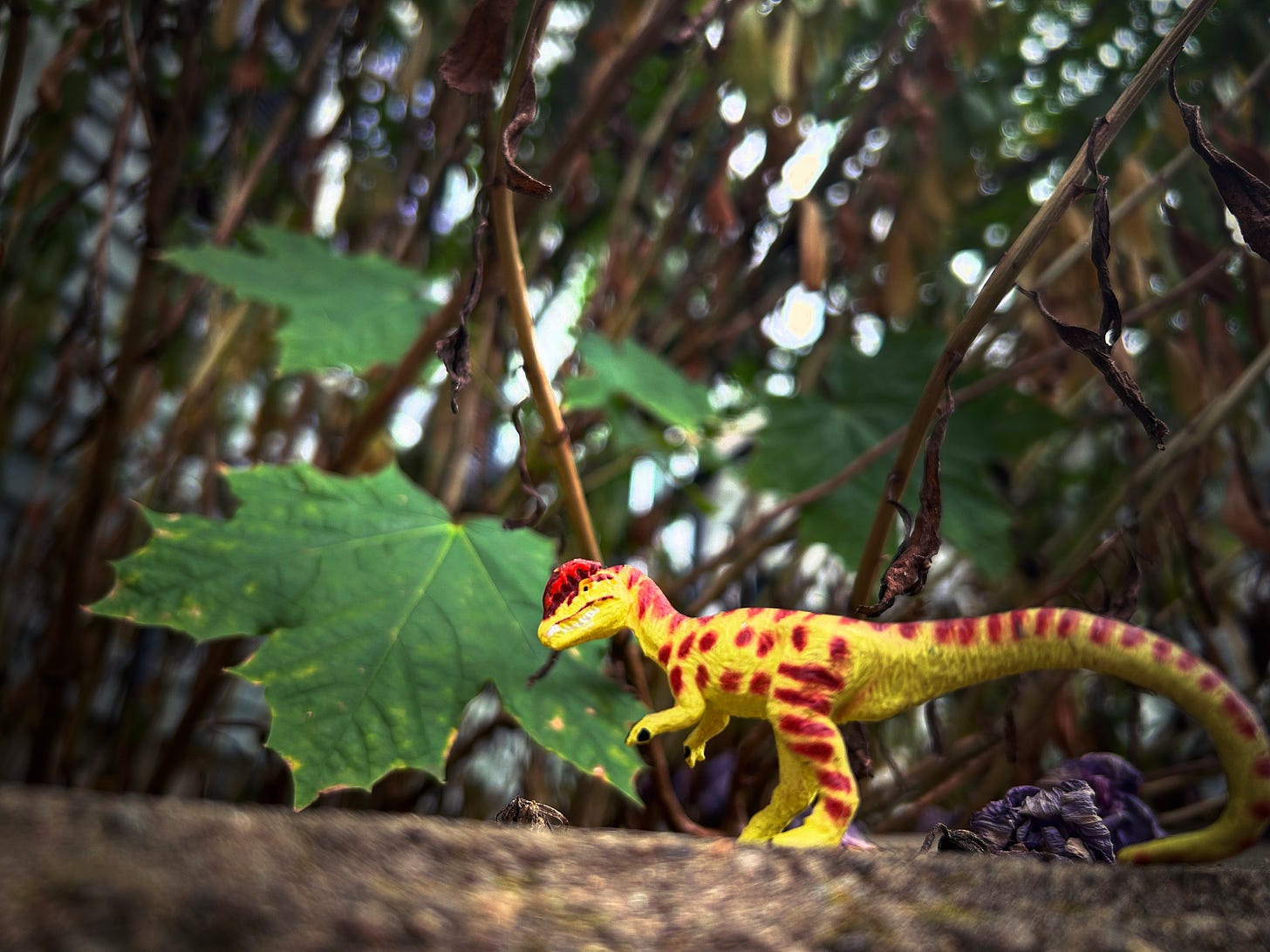 A green Dilophosaurus with brown spots standing on a rocky ledge, investigating a large, green maple leaf. Tall, slender plants grow in the background.