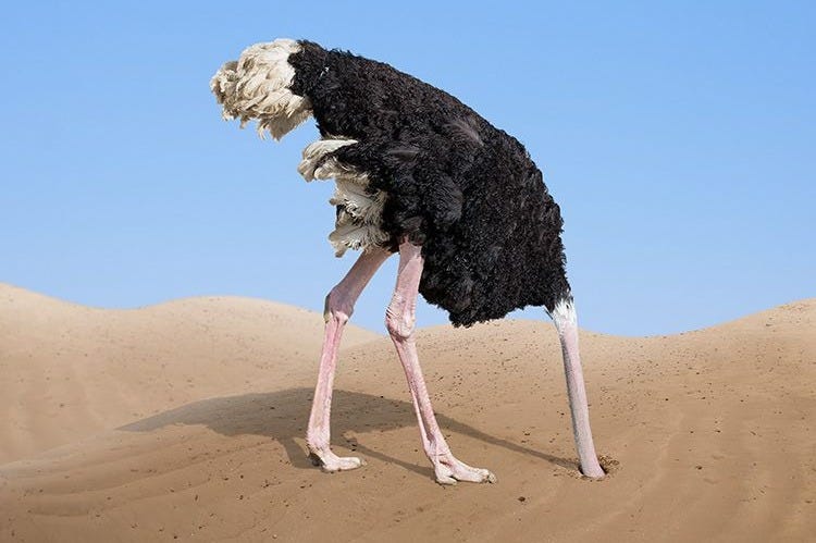 ostrich head in sand