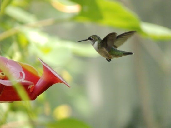 hummingbird