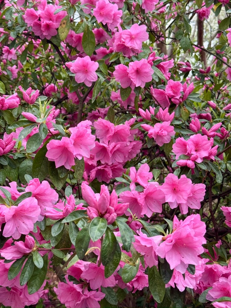 beautiful pink flowers