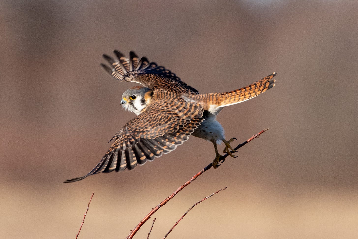 An American kestrel, both wings shot open like Dracula vaunting his cape, leans forward from its perch as it launches itself