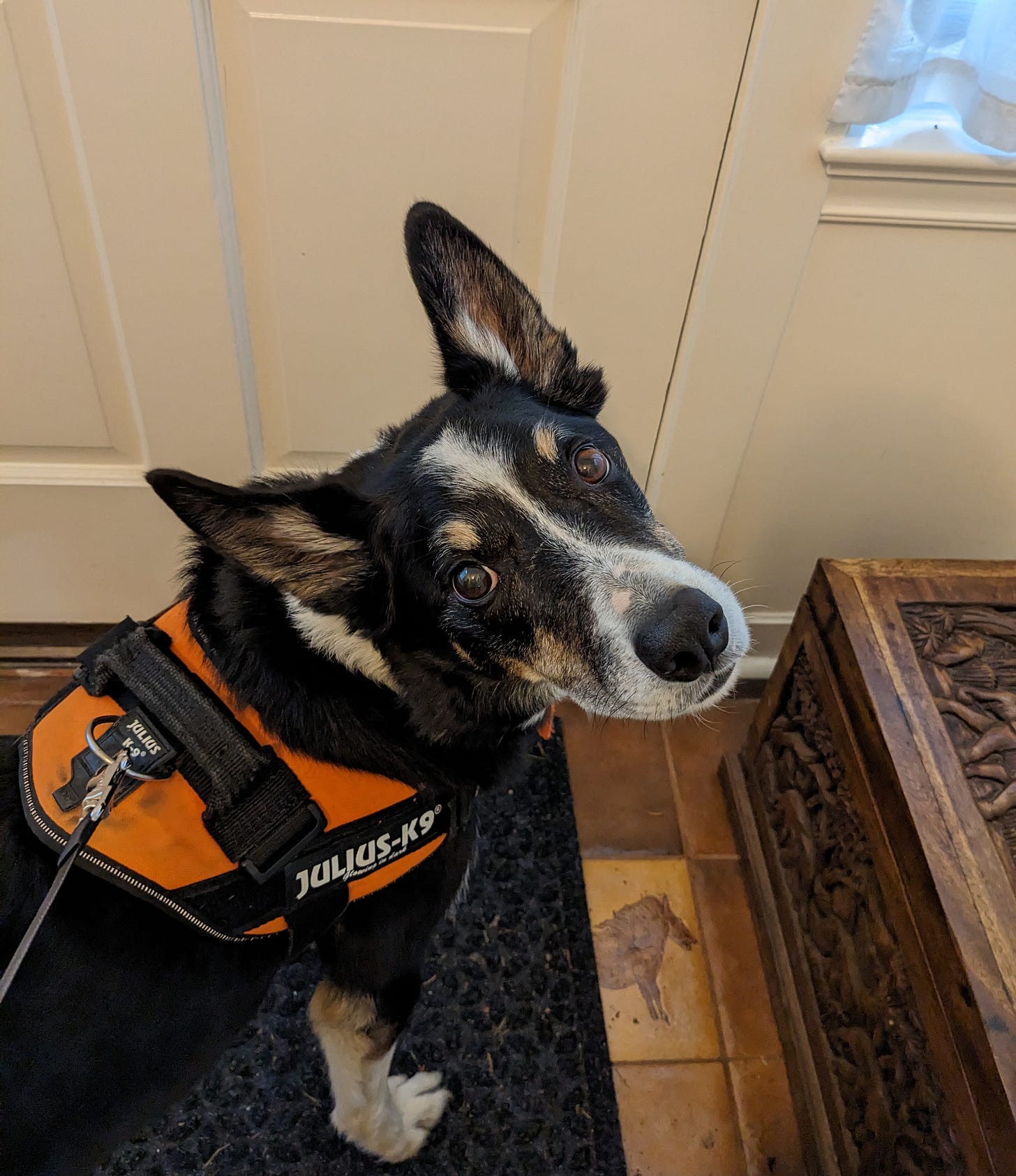 Dog standing at door