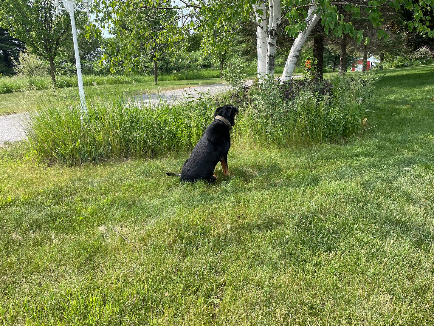 A picture of nature, with a black dog at the centre enjoying it all