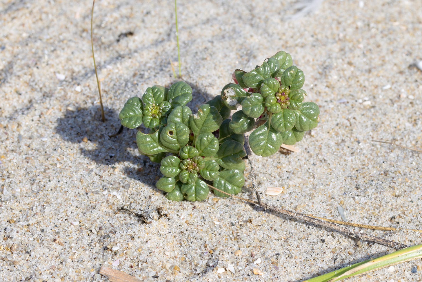 a seabeach amaranth plant with its glossy veined green leaves arranged in a circle around their stems facing the viewer, set against the sand.