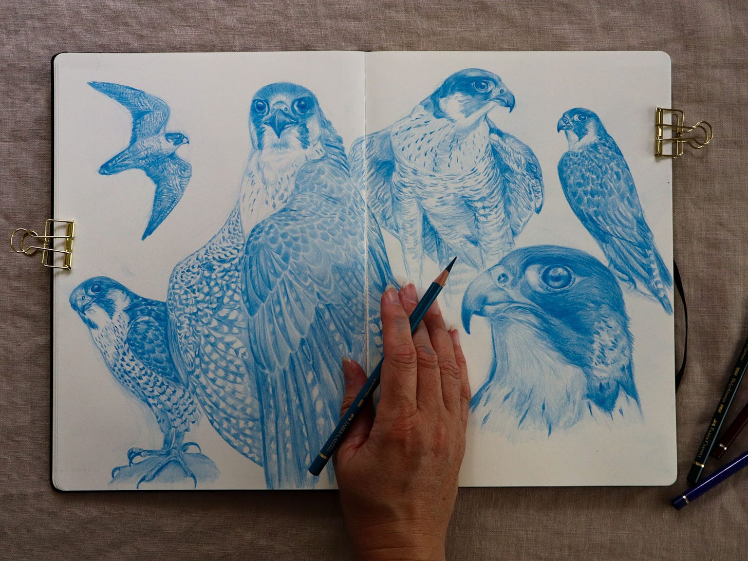Sketchbook spread with peregrine falcons in blue pencil