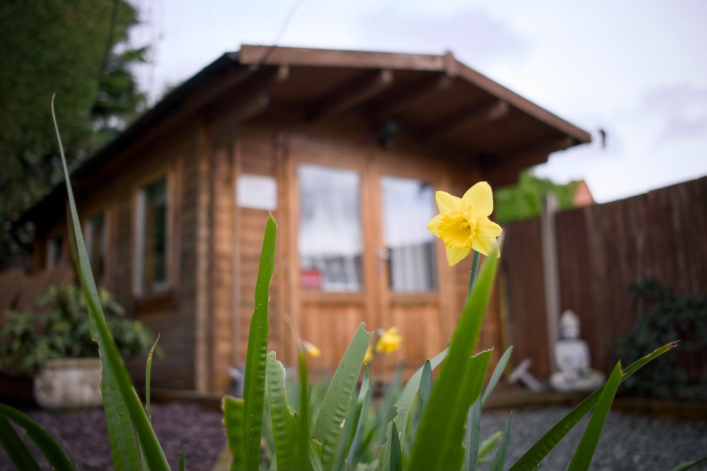 A shed sits out of focus behind a row of daffodils.
