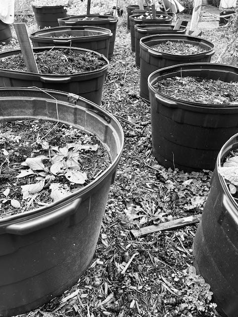 black and white photograph of 10 large buckets filled with soil