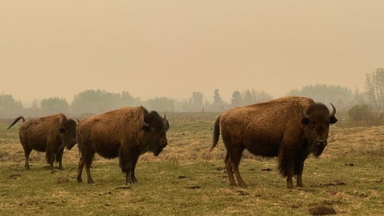 Three bison stand on a flatland in Alberta.