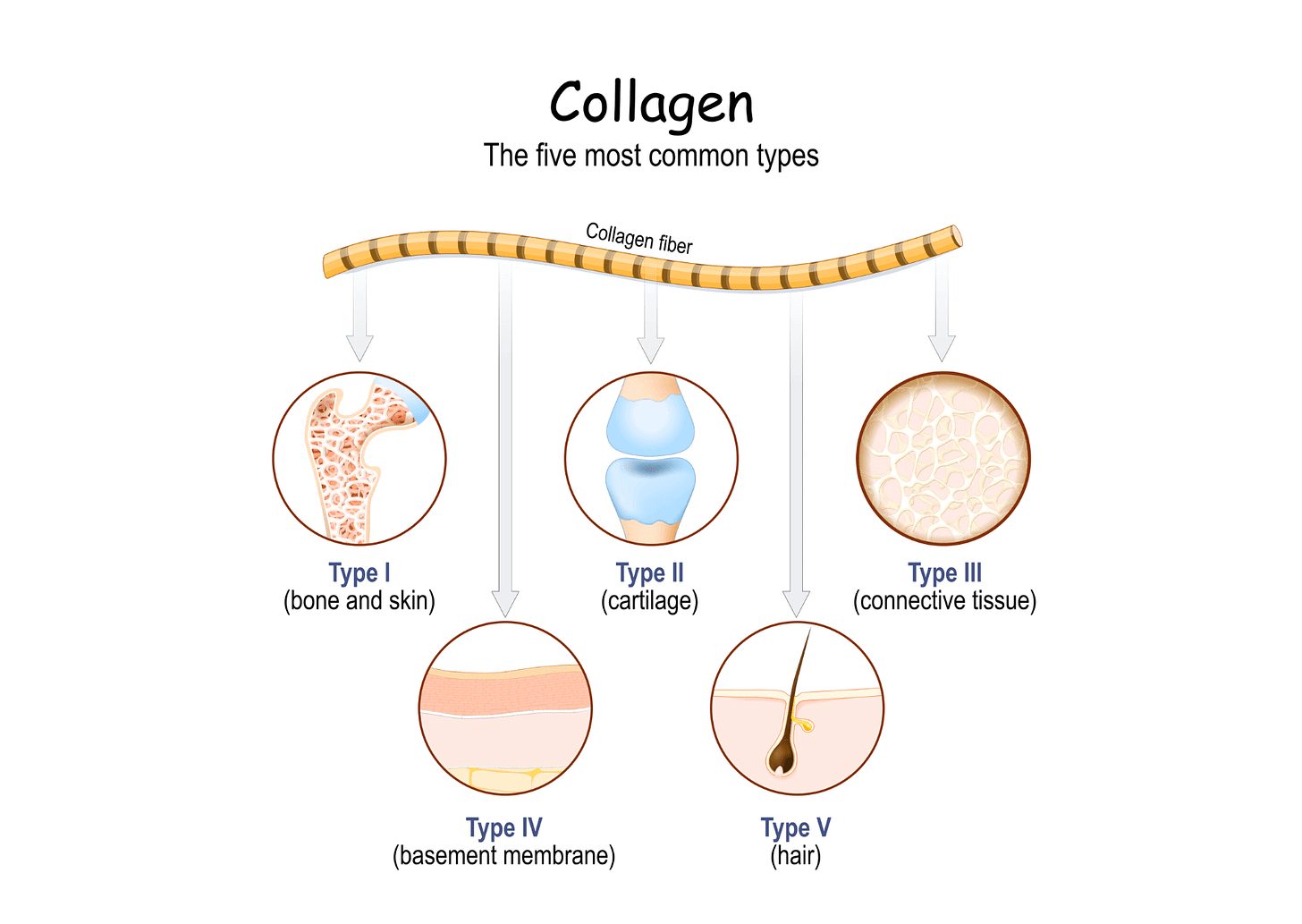 What is collagen and why does our body need it? - Gaia Naturelle
